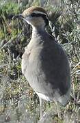 Temminck's Courser