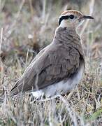 Temminck's Courser