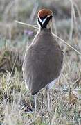 Temminck's Courser