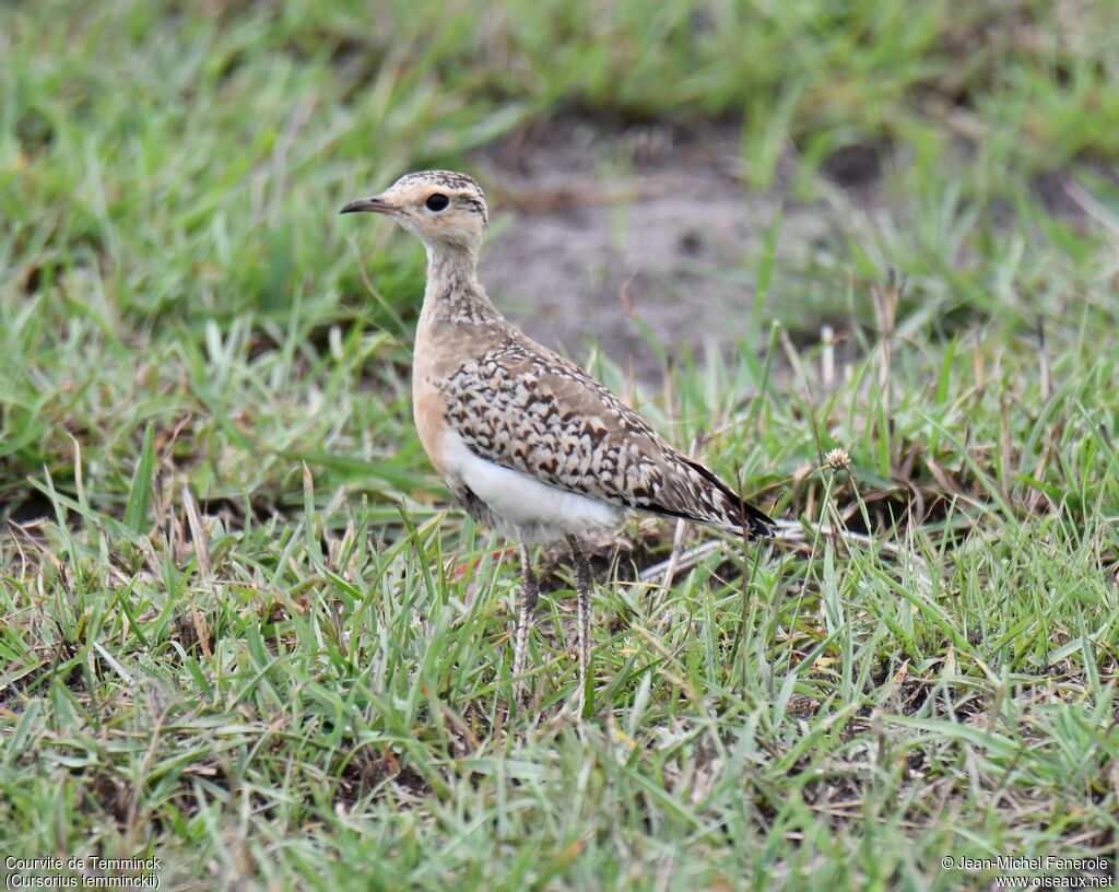 Temminck's Courserimmature