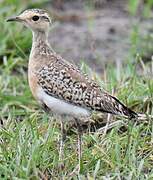 Temminck's Courser