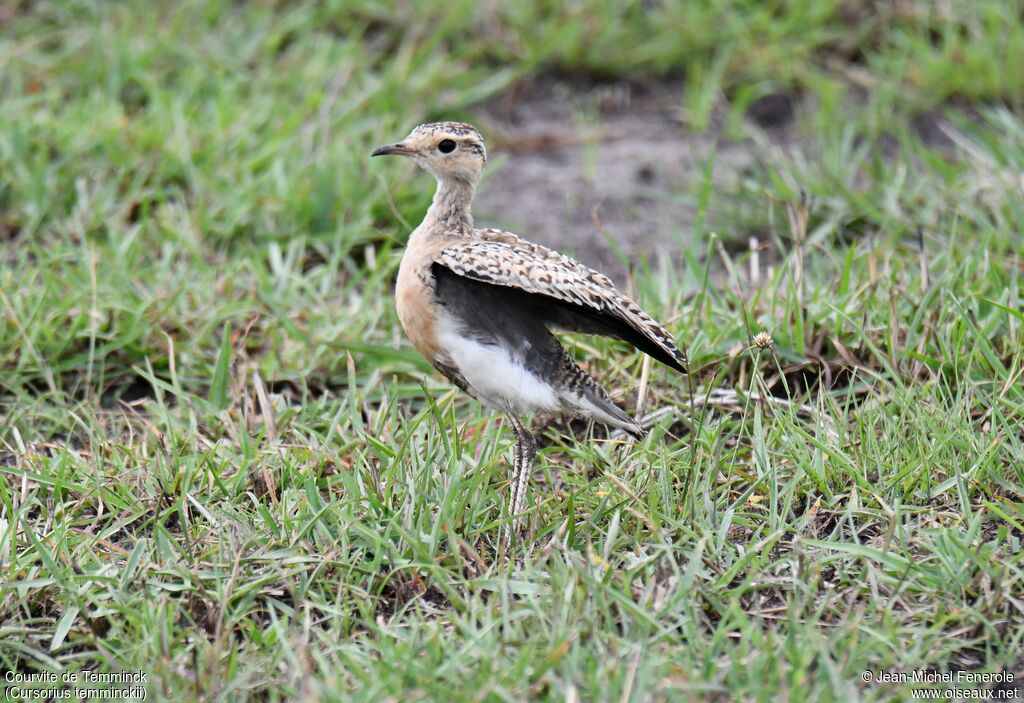 Temminck's Courserimmature