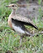 Temminck's Courser