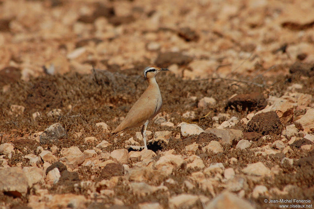 Cream-colored Courser