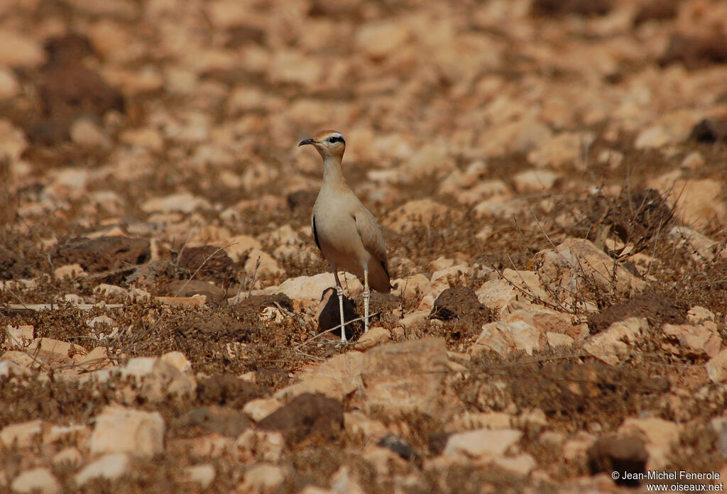 Cream-colored Courseradult, habitat