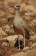 Cream-colored Courser