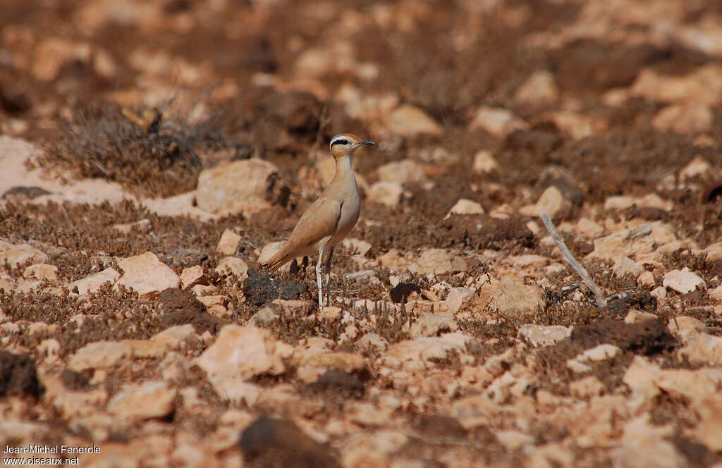 Cream-colored Courseradult, habitat, pigmentation