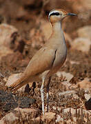 Cream-colored Courser