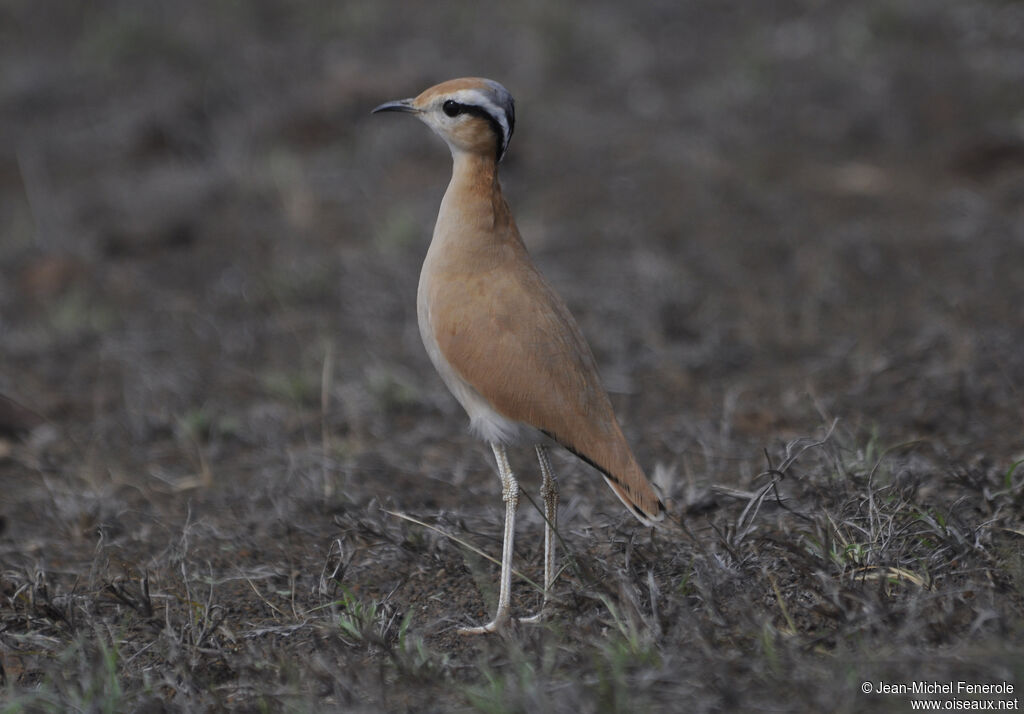 Cream-colored Courser