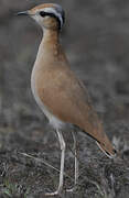 Cream-colored Courser