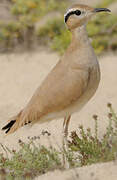 Cream-colored Courser