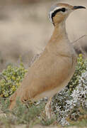 Cream-colored Courser