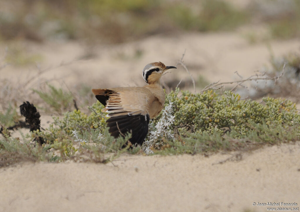 Cream-colored Courser