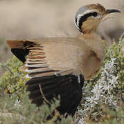 Cream-colored Courser