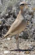 Cream-colored Courser