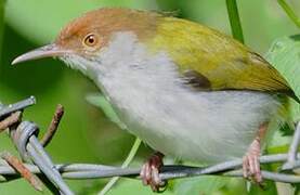 Common Tailorbird