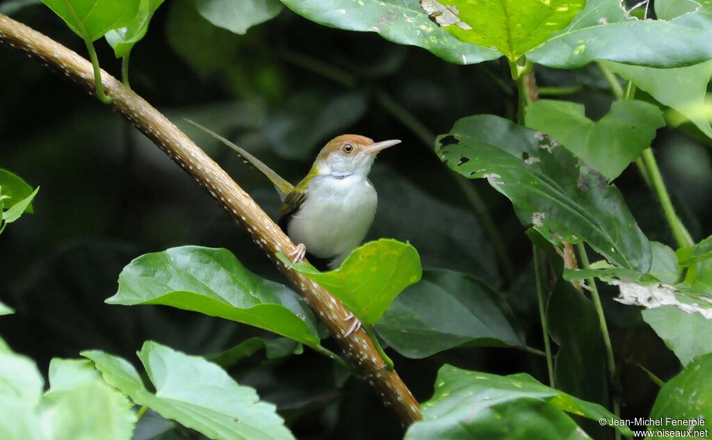 Common Tailorbird