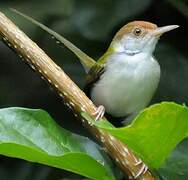 Common Tailorbird