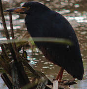 Rufous-bellied Heron