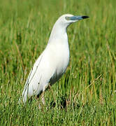 Malagasy Pond Heron