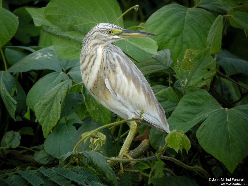 Crabier chevelu