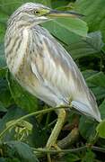 Squacco Heron