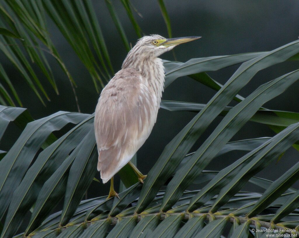 Crabier chevelu