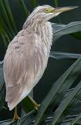 Squacco Heron