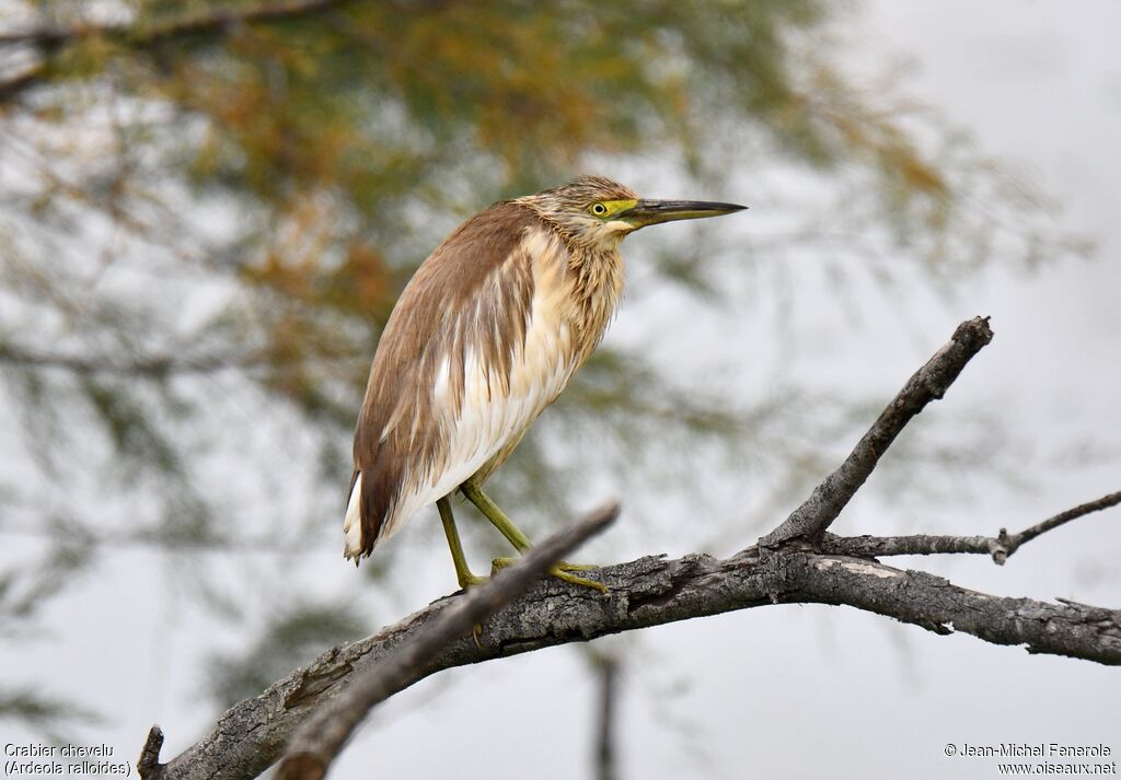 Squacco Heron