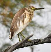 Squacco Heron