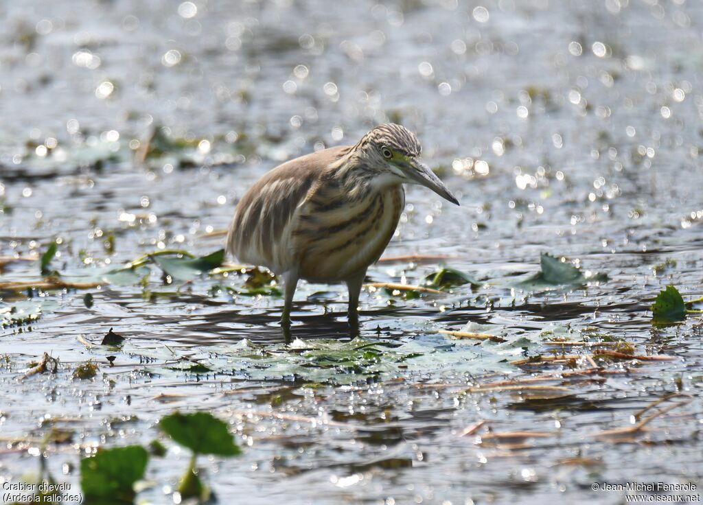 Squacco Heron