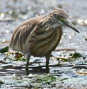 Squacco Heron