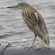 Chinese Pond Heron