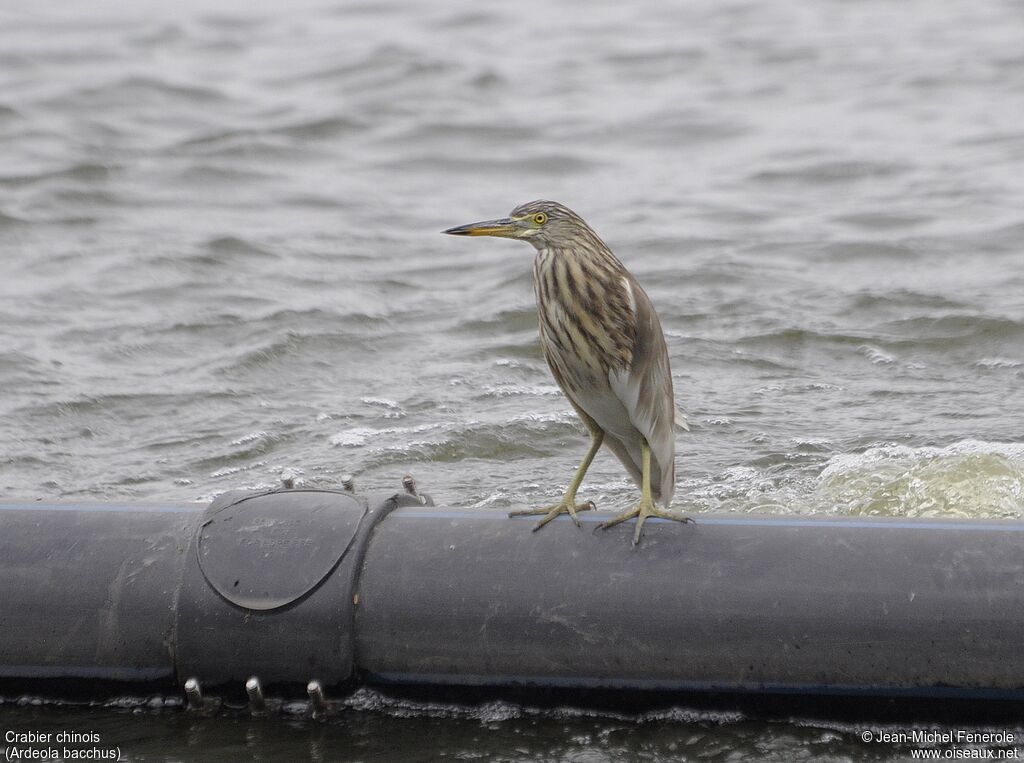 Chinese Pond Heron