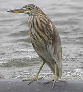 Chinese Pond Heron