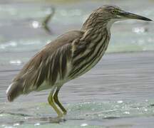 Indian Pond Heron