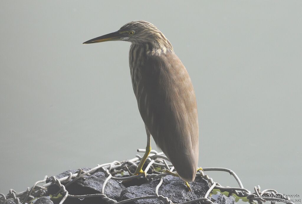 Indian Pond Heron