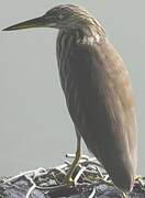 Indian Pond Heron