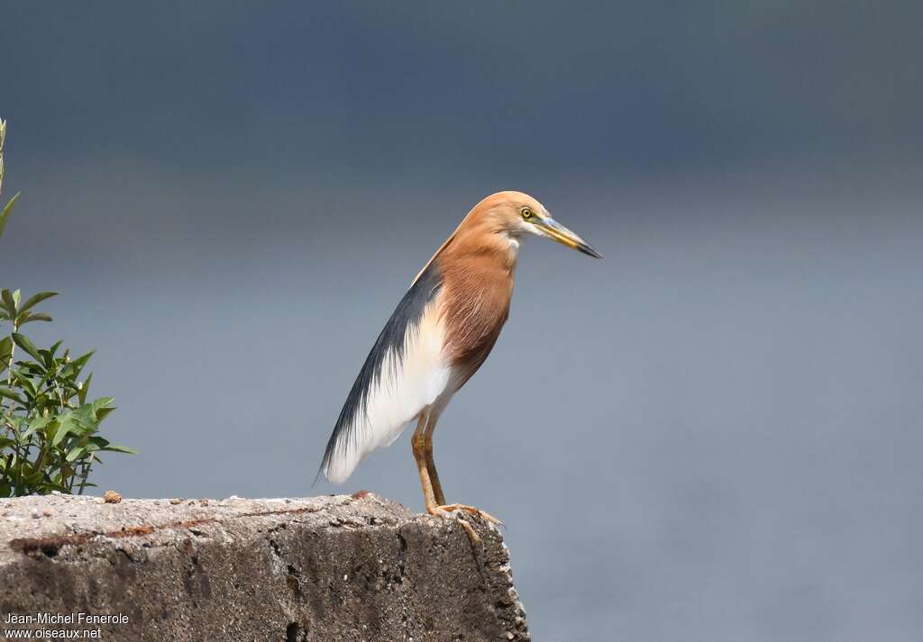 Javan Pond Heronadult breeding, identification