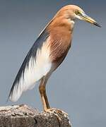 Javan Pond Heron