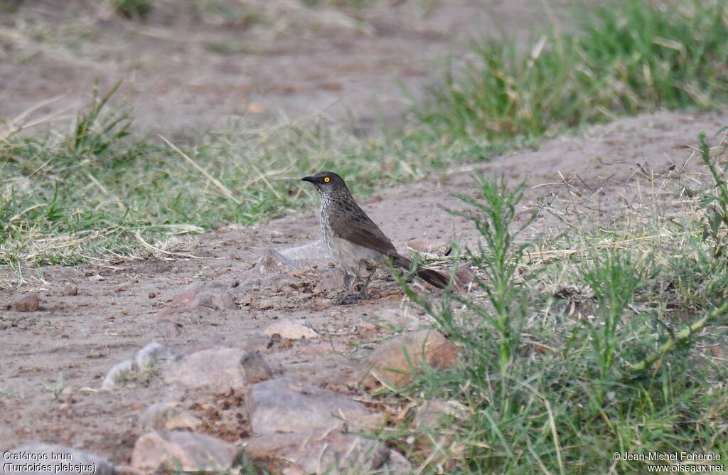 Brown Babbler