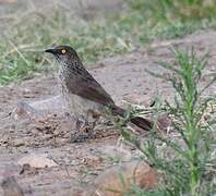 Brown Babbler