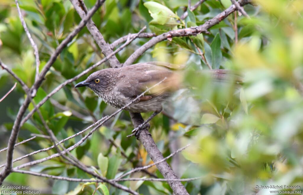 Brown Babbler