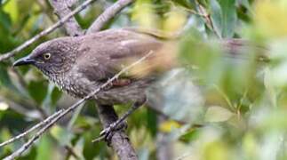 Brown Babbler