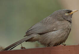 Jungle Babbler