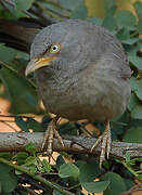 Jungle Babbler