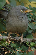 Jungle Babbler