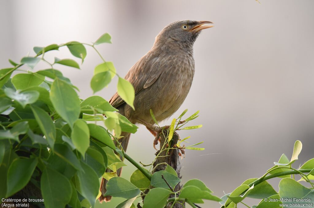 Jungle Babbler