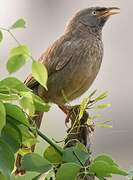 Jungle Babbler