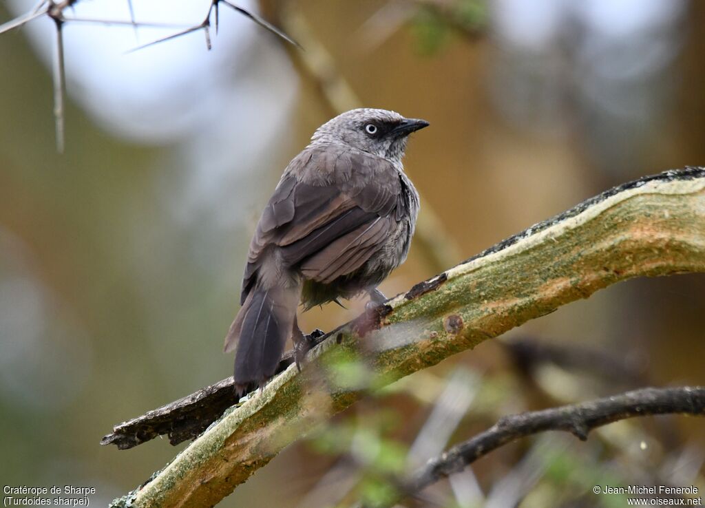 Black-lored Babbler